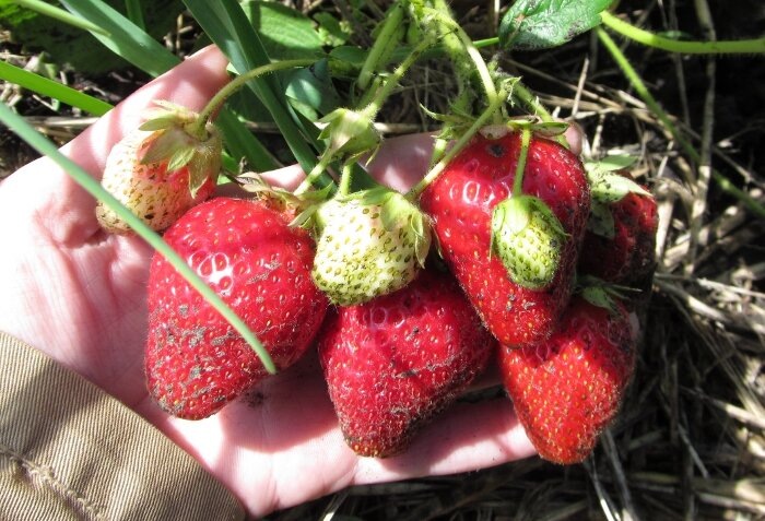 Про клубнику: 3 главных дела в октябре перед укрытием - и кусты не подмерзнут, даже если я захочу. И для весенней подкормки, и против хворей