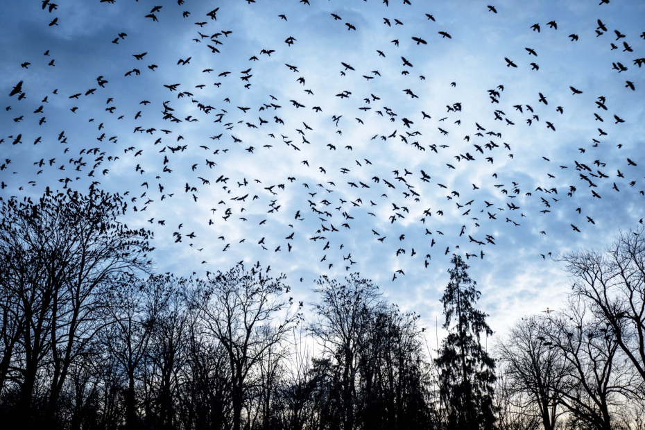    Shutterstock/FOTODOM