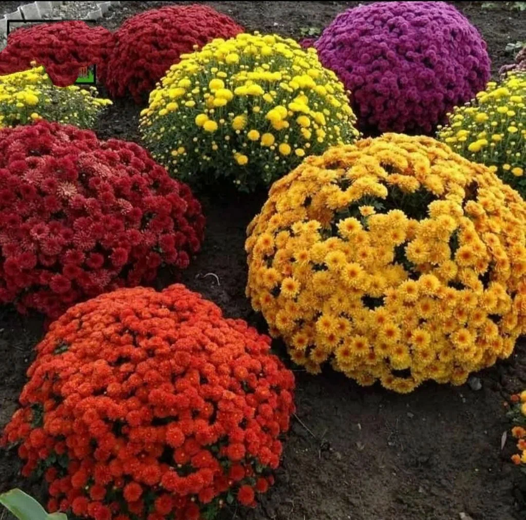 https://avatars.mds.yandex.net/get-altay/10247017/2a00000190d4f1774626434b18334fc67a84/XXL_height