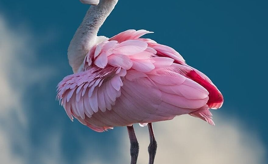 15 невероятных животных, о существовании которых знают немногие