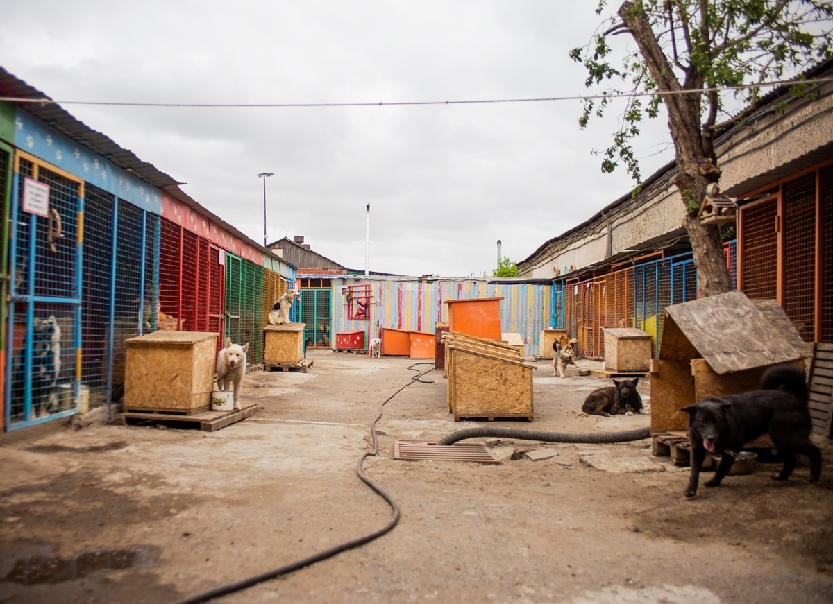 85 000 рублей, чтобы нас с собаками попросту не выставили на улицу!