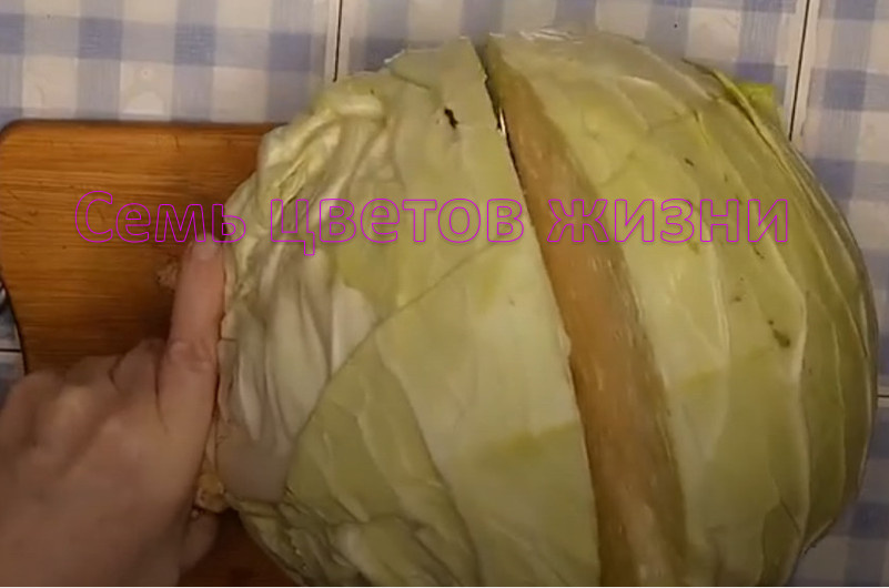 Разрезаем громадную капусту пополам, чтобы подготовить листья для голубцов