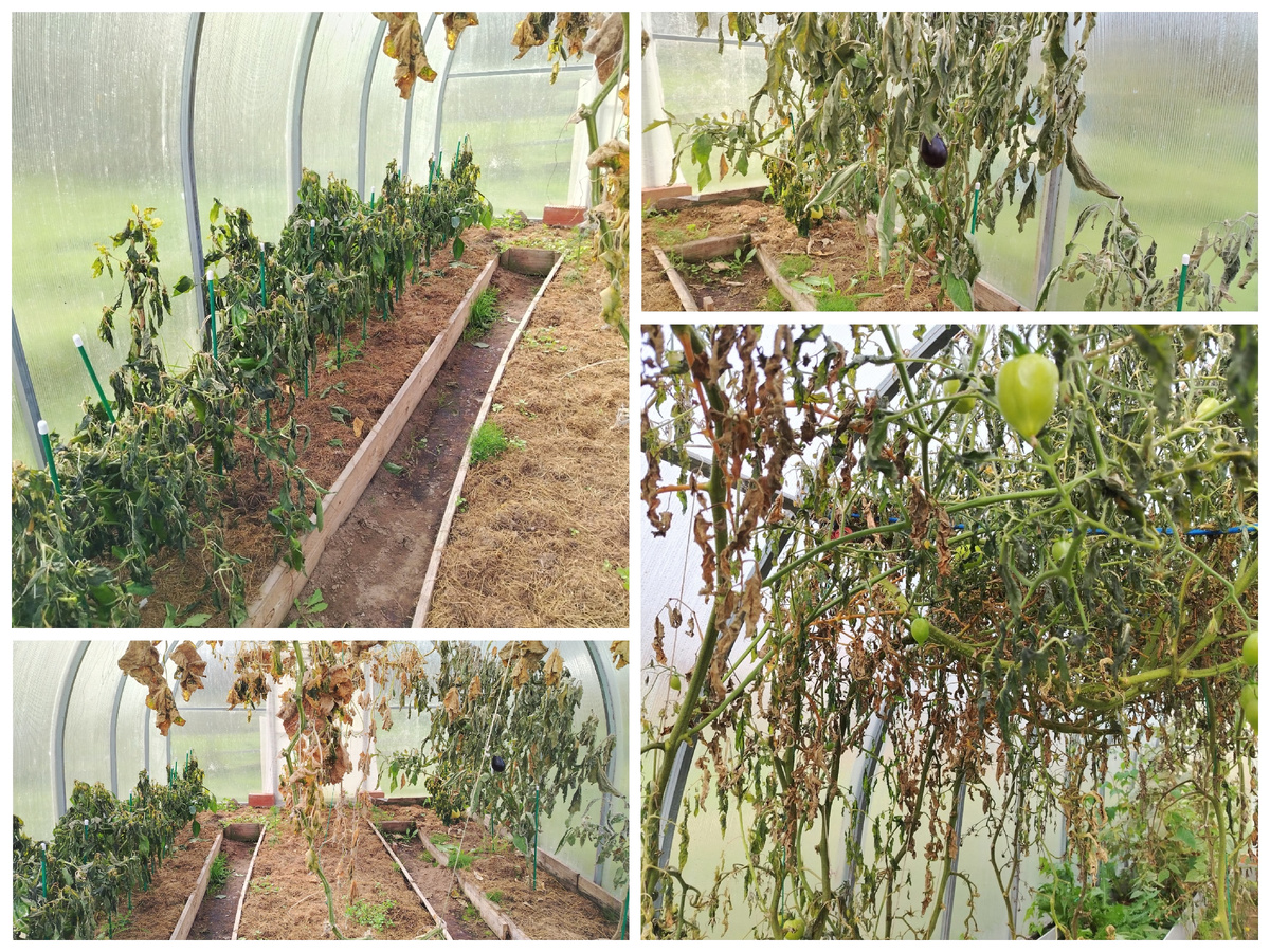 Больше не растут