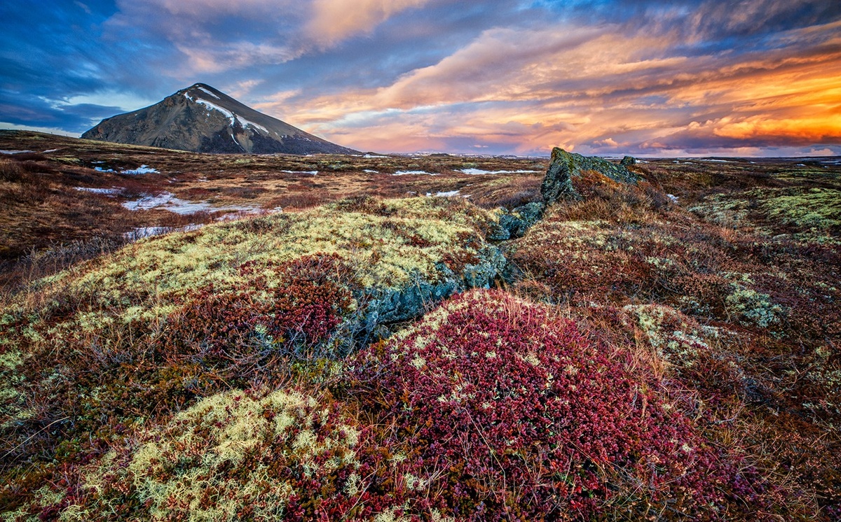 Типичная (мохово-лишайниковая) тундра