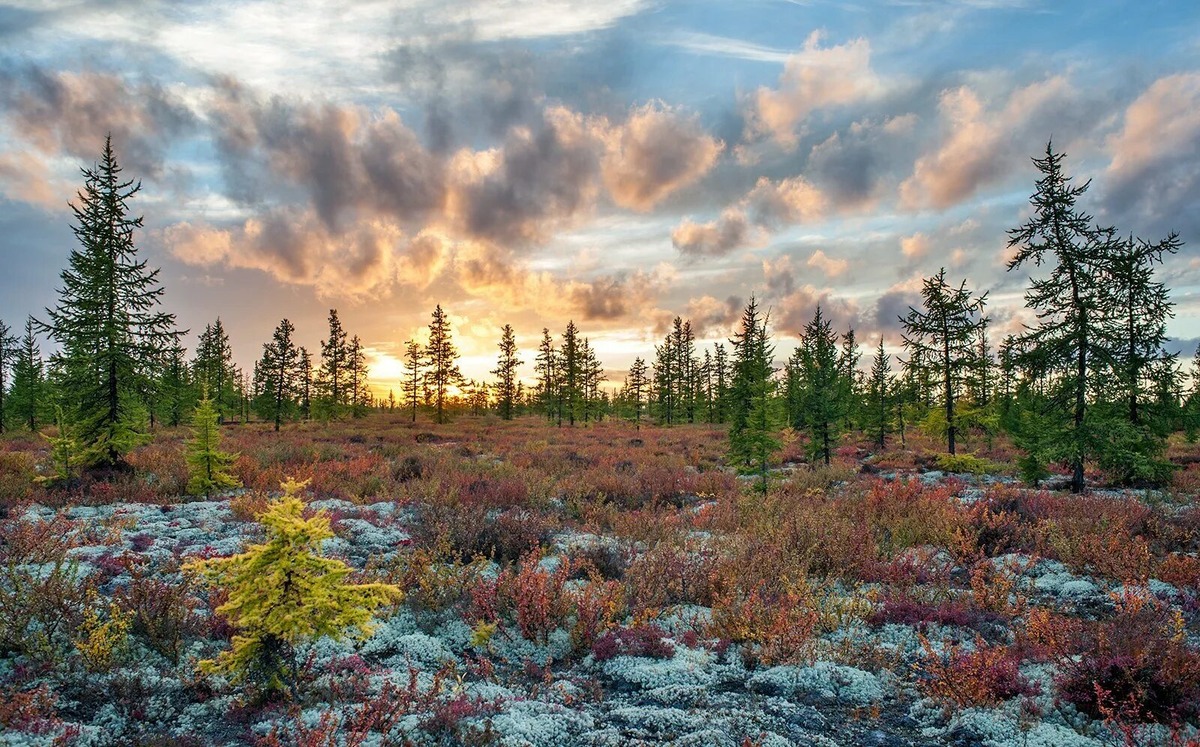 Лесотундра