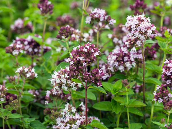 Цветущий майоран