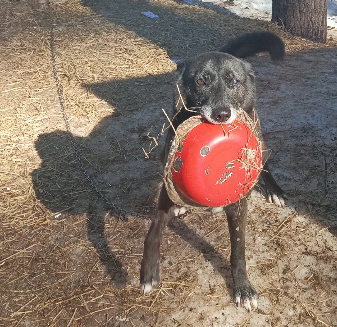 Любимая фишка Моти. Когда она голодна, берет миску в зубы и начинает гарцевать, чтобы увидел сторож, что пора раздавать обед