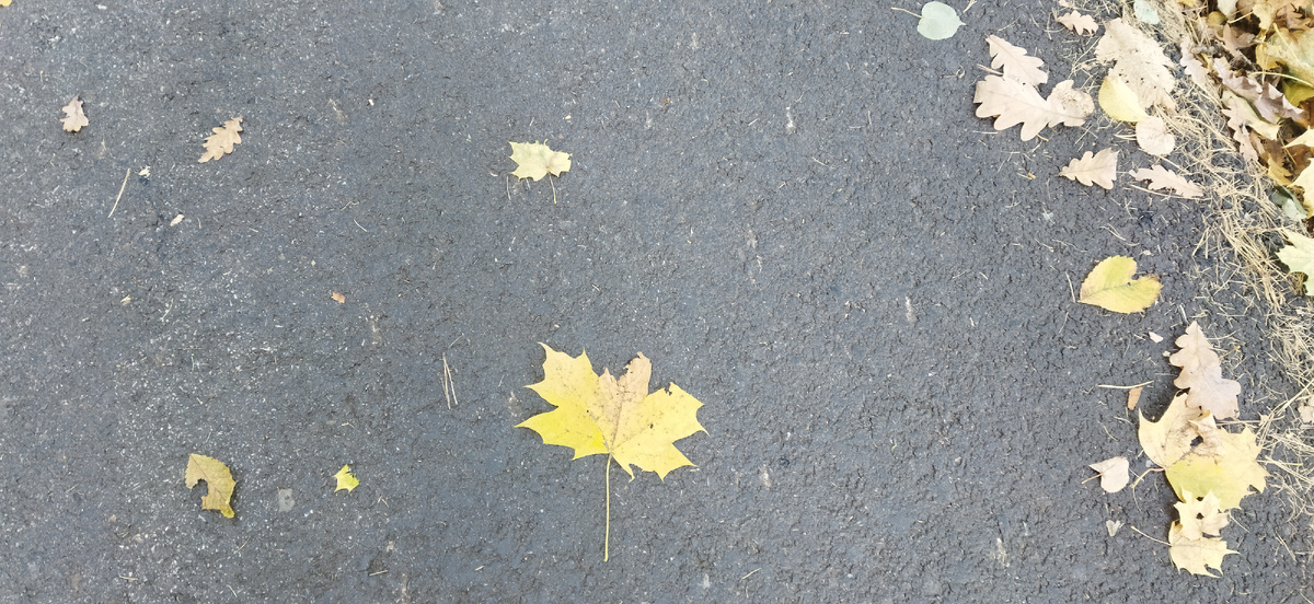 Кленовый лист