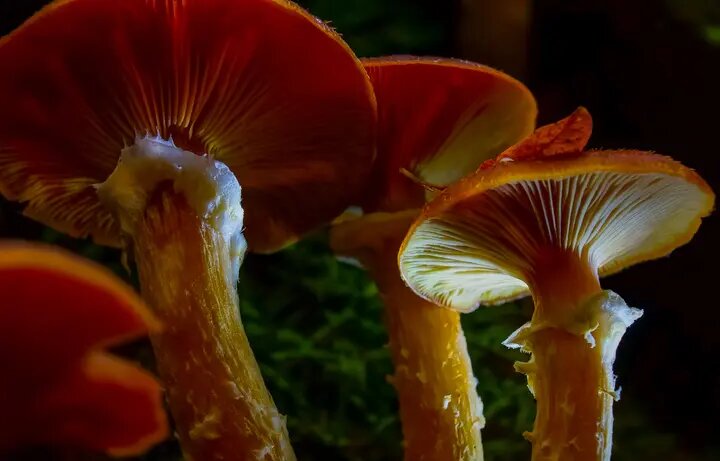    Грибы. Фото: pxhere