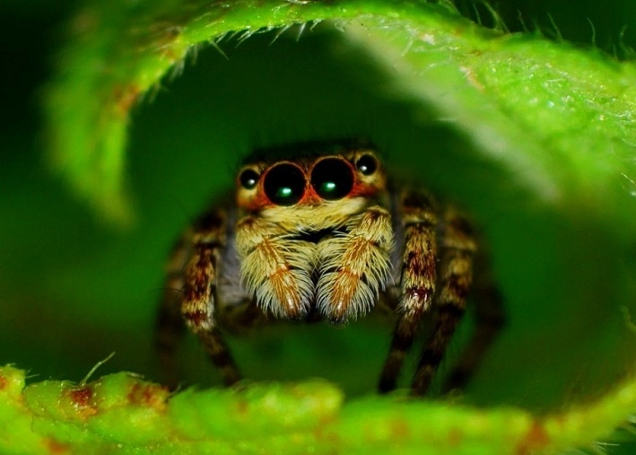 Паук. Исходное изображение найдено на wallpaperflare.com