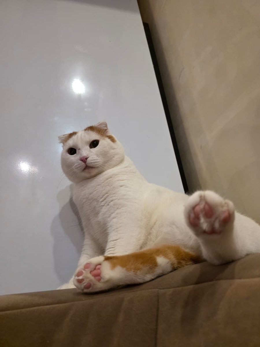 Джулиан обожает важно раскинуться на диване, словно контролируя всё происходящее в доме.