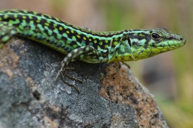    Чаше всего этот образ связан с проблемами выживания и адаптации к новому. Фото: Flickr.com/ Simon Blackley
