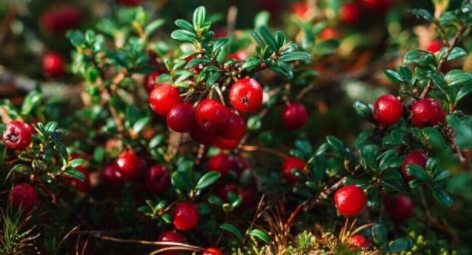     Источник: пресс-служба ФГБУ «ЦОК АПК»