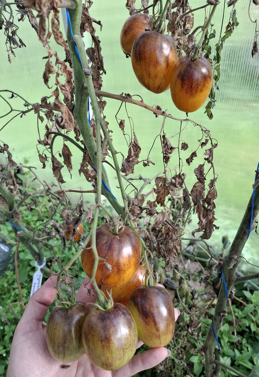 Атомный Закат