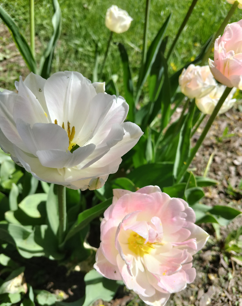 В цветнике не так грустно будет ковырять камешки на дорожке