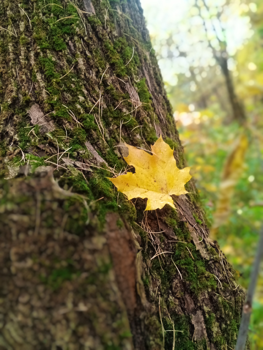 Кусочек осени. Фото автора.