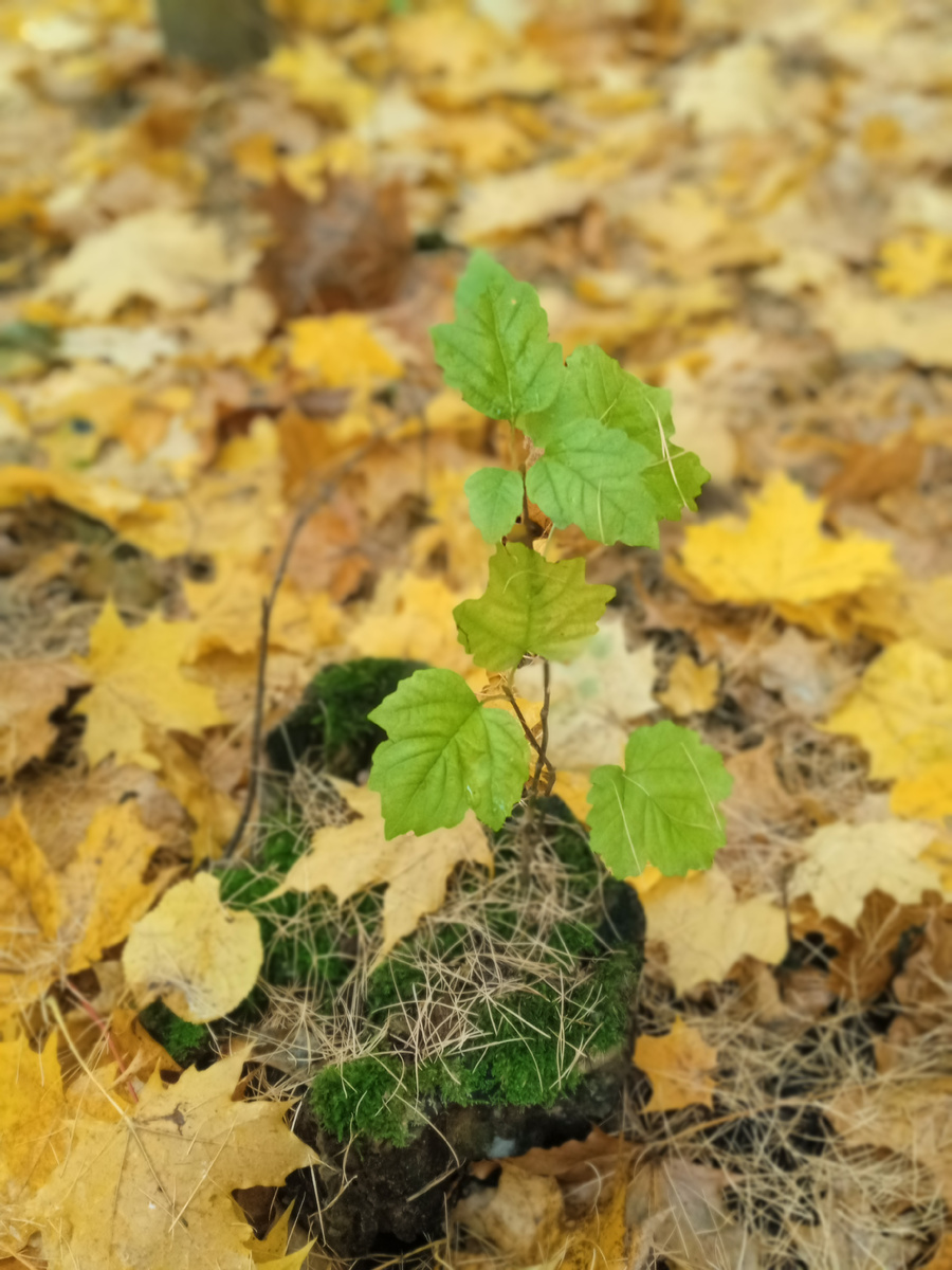 Мох и росточек. Фото автора.