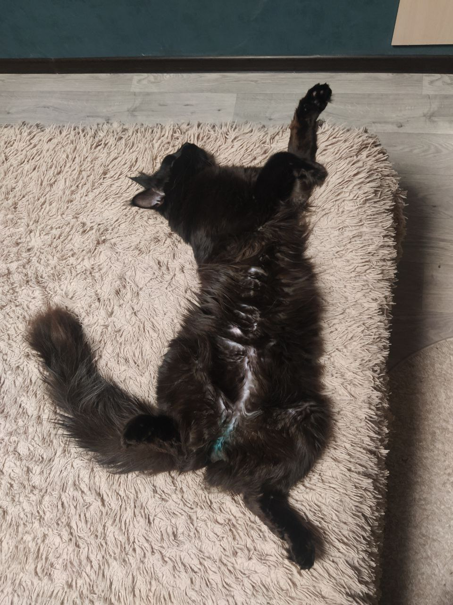 Мейн-кун спит