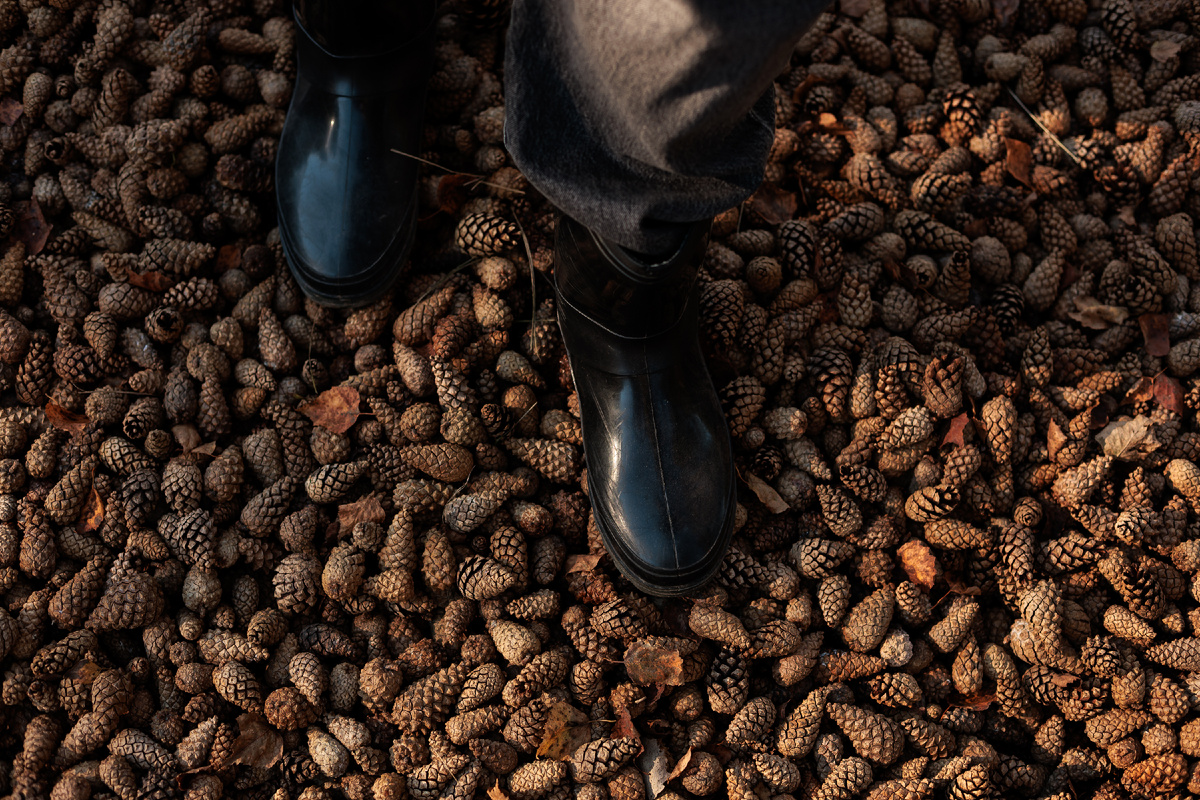 Непередаваемые ощущения, когда наступаешь на потрескивающие шишки