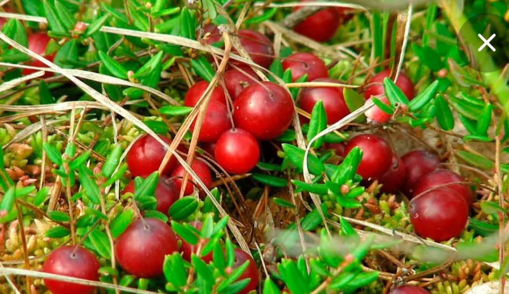 Фото из открытого интернета 