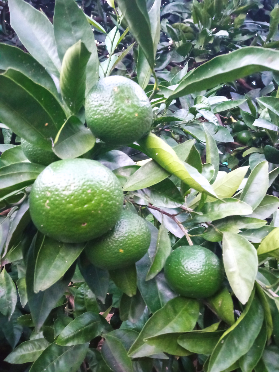 Зреют апельсины