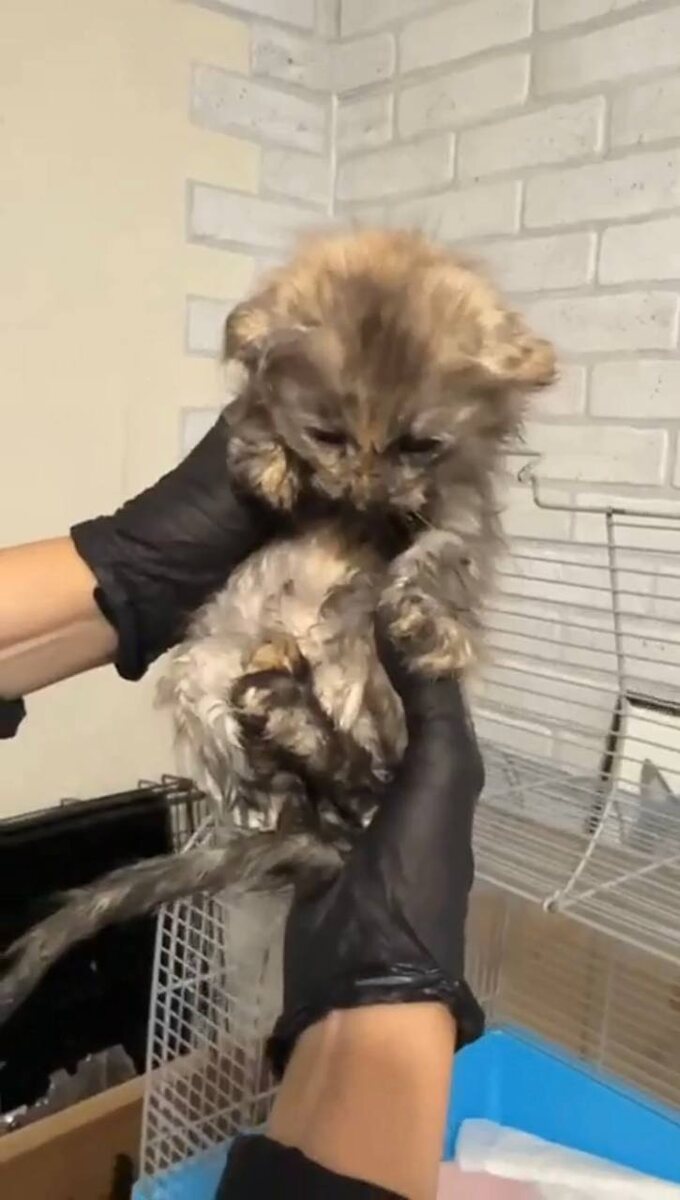 Очередная вислоушка «из ведра». Благо ведро в этом случае было во спасение. Фото из архива автора 