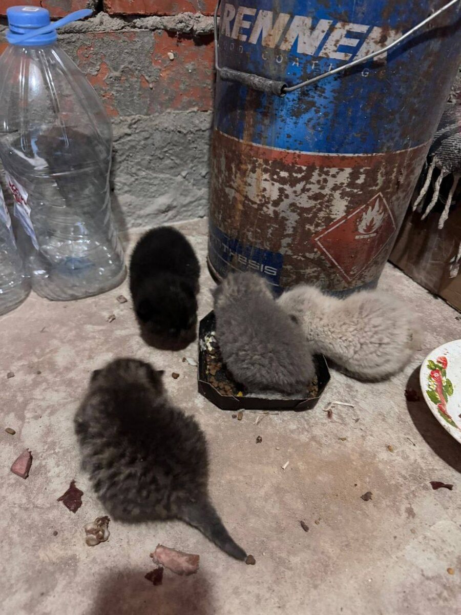 Люди их пытались кормить колбасой, но на самом деле они еще «молочные». Фото из архива автора