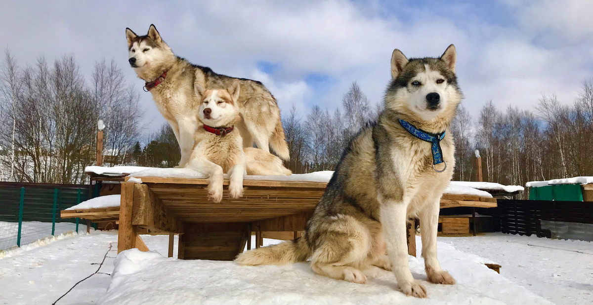 Наши питомцы