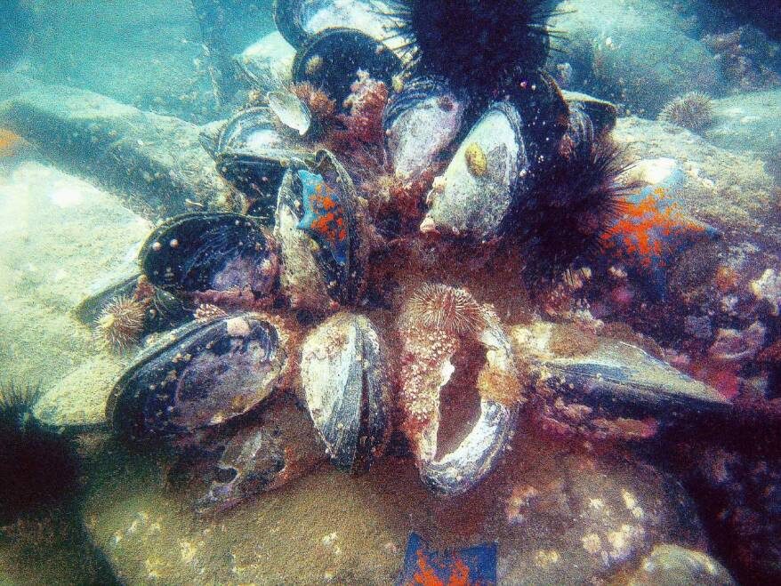    Источник фото: @trubolys