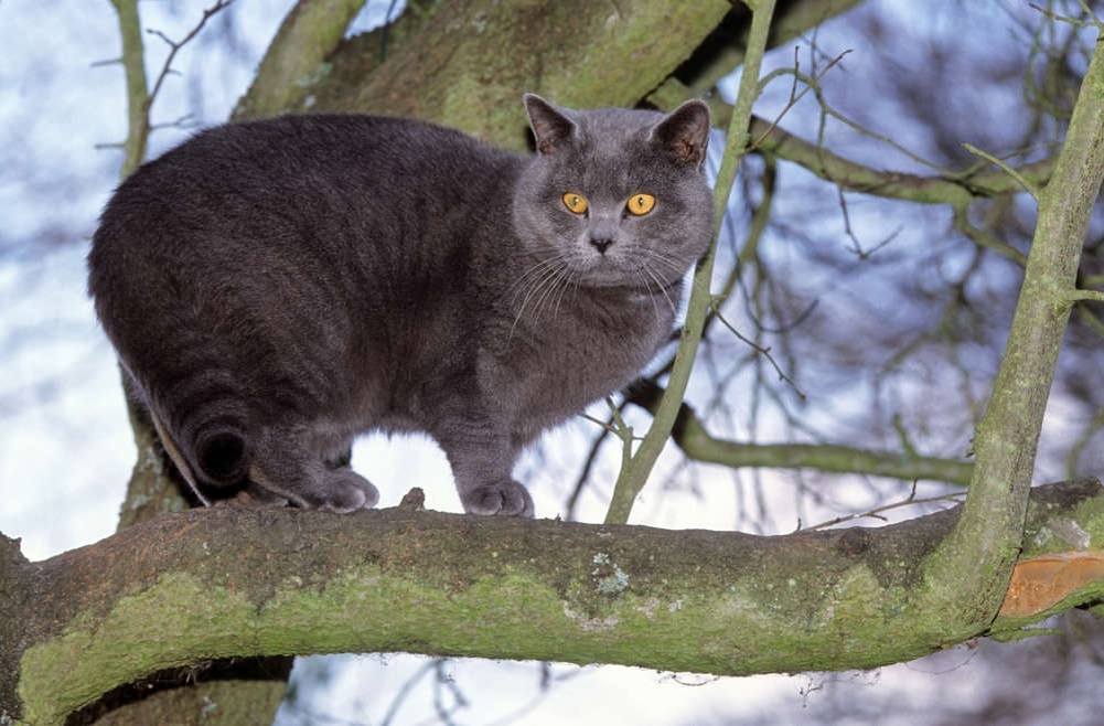 Картезианская кошка – представитель среднего или крупного размера с мощным, но изящным телосложением.
