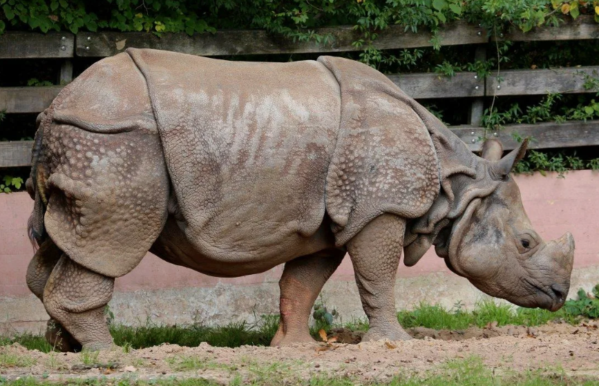 У яванского носорога всего один рог, и у самок он часто вообще не развивается — среди носорогов это редчайшее исключение.