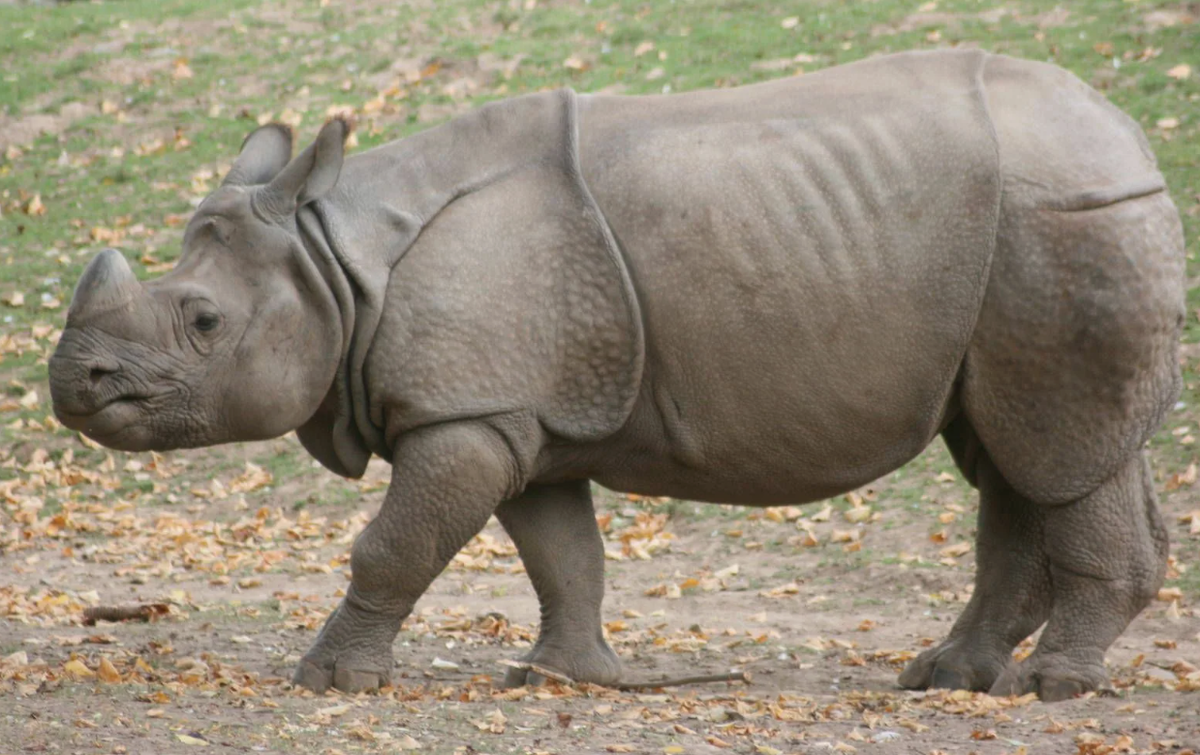 Он питается более чем 150 видами растений, аккуратно обрывая листья губами, как садовник секатором.
