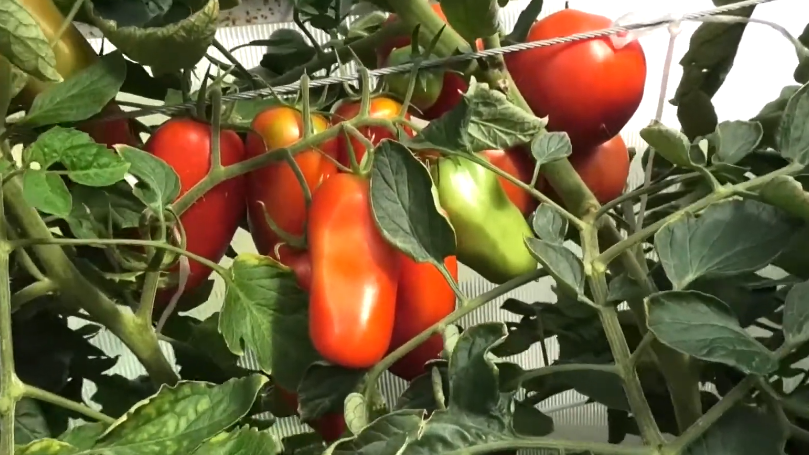 Затейник F1 - 36 рублей за 14 семян, вкус сладкий, урожай стабильный