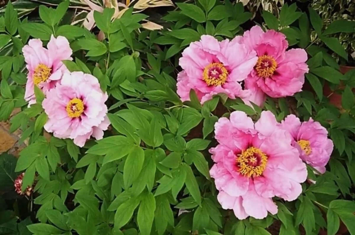    Приморские ученые вывели морозоустойчивый сорт пионов