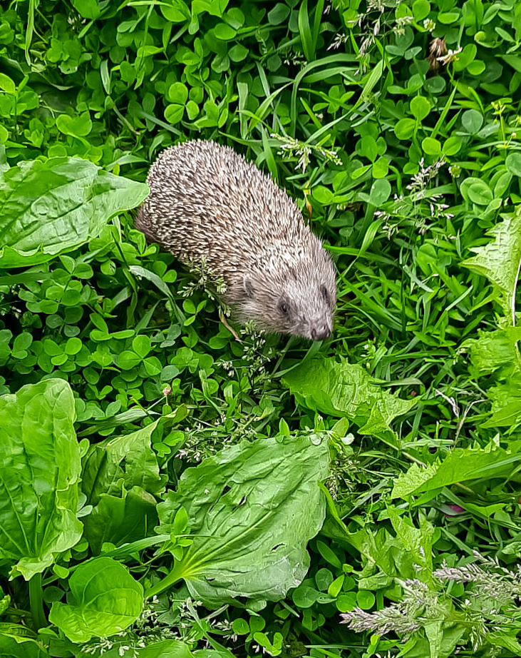 Вот он, бежит кушать😁