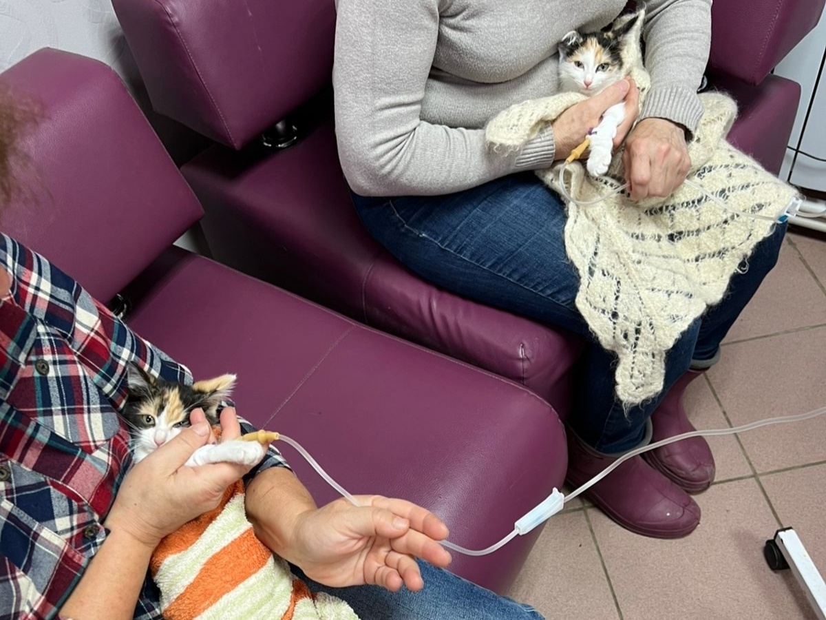 котята стойко выдержали все процедуры