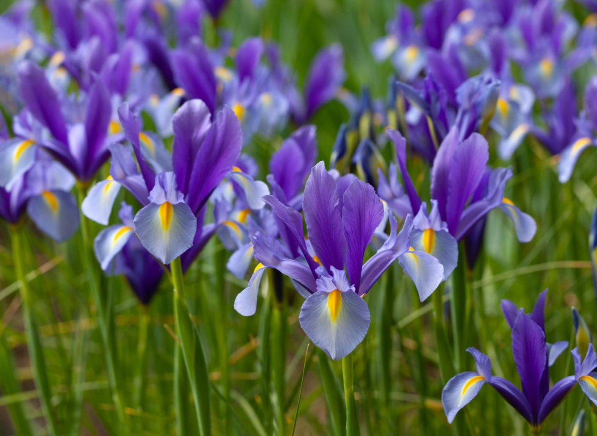 Как сажать ирисы осенью, чтобы они красиво зацвели весной?
