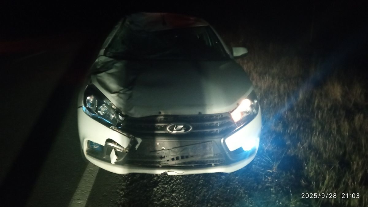    В Югре во время движения по ночной трассе водитель сбил лося