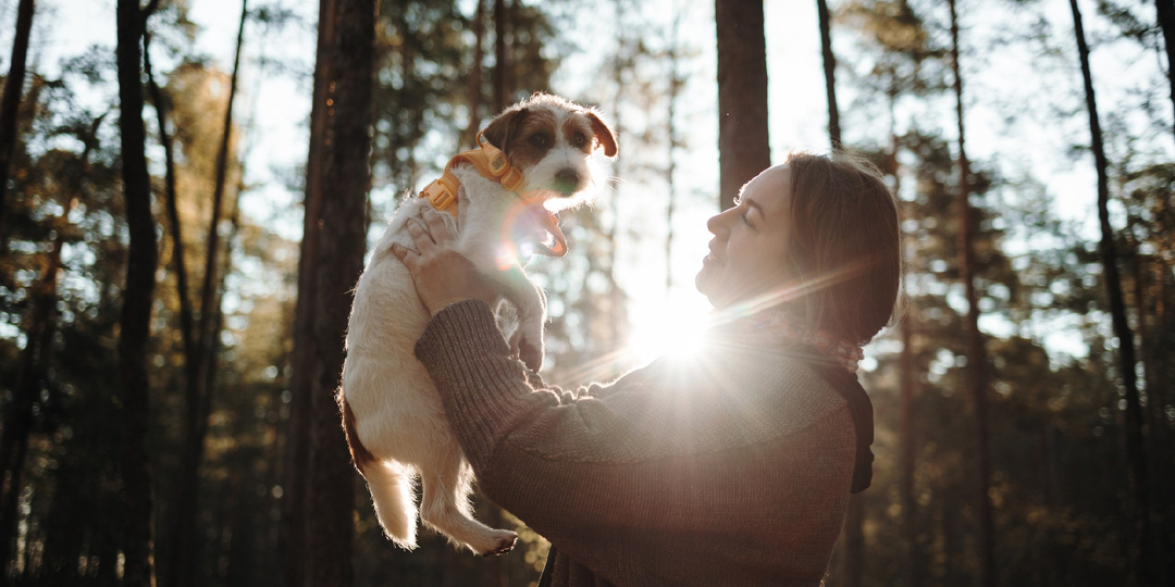 Почему собака перестаёт слушаться на улице: как вернуть внимание за 5 минут