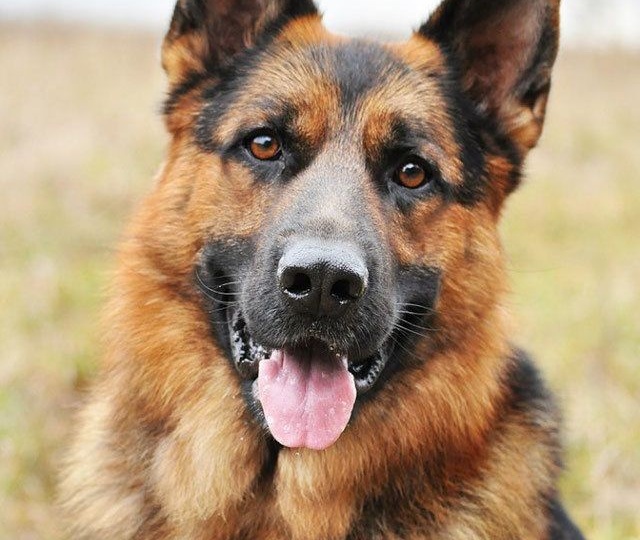 Немецкая овчарка: ум, верность и характер в одном сердце