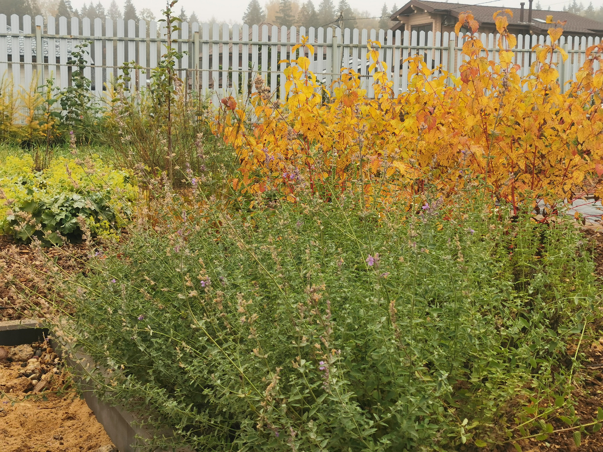 Котовник фассена Six Hills Giant