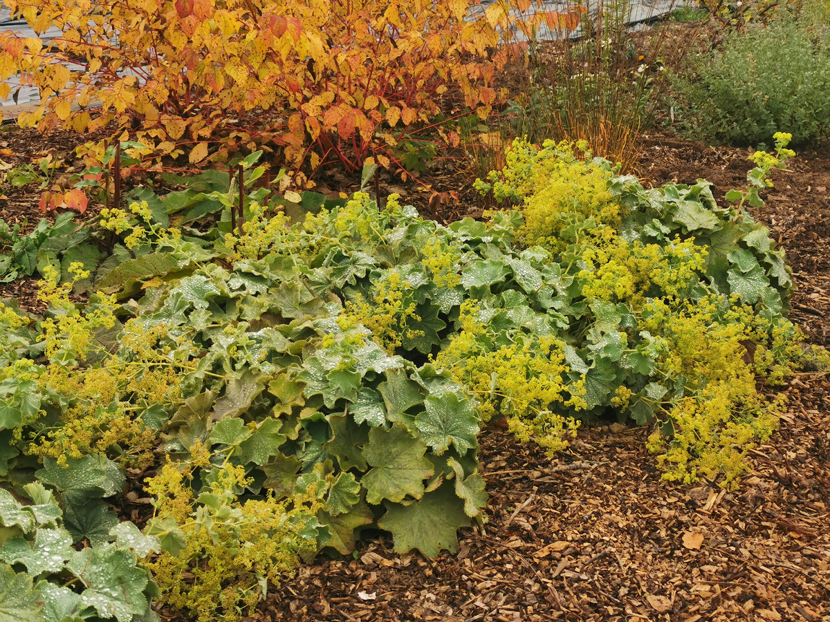 Манжетка мягкая