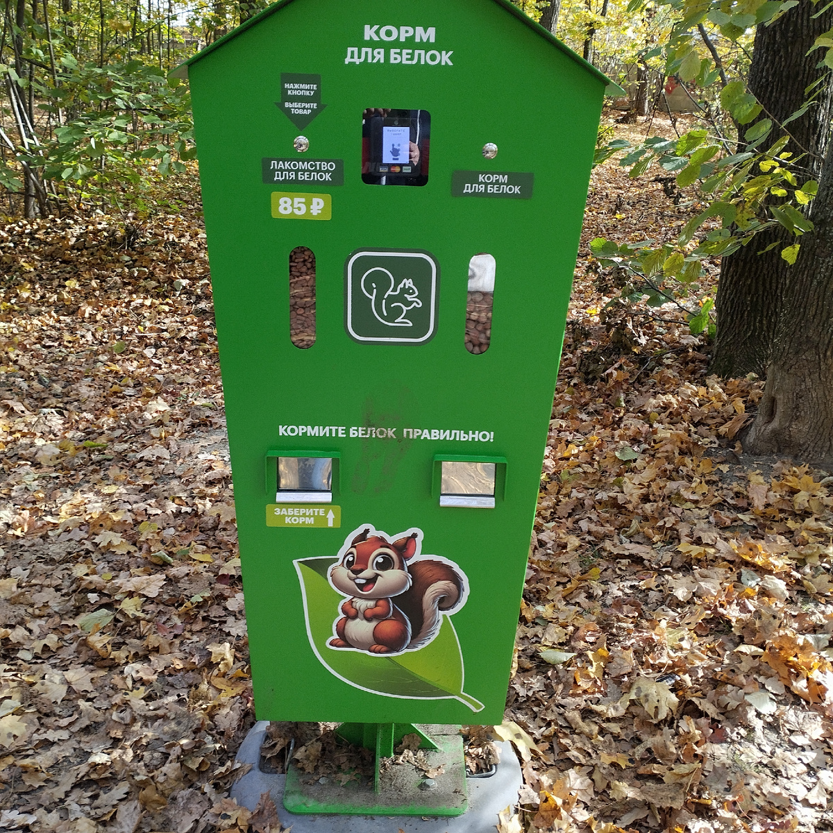 Автомат для кормления белочек.