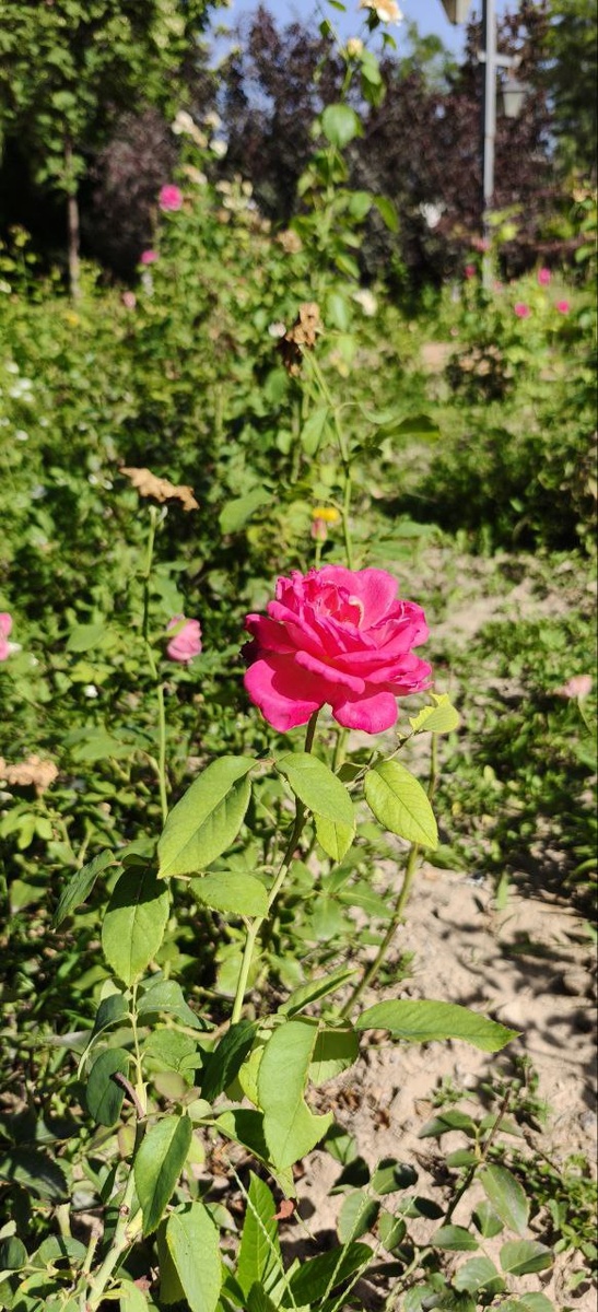 Роза из китайского парка
