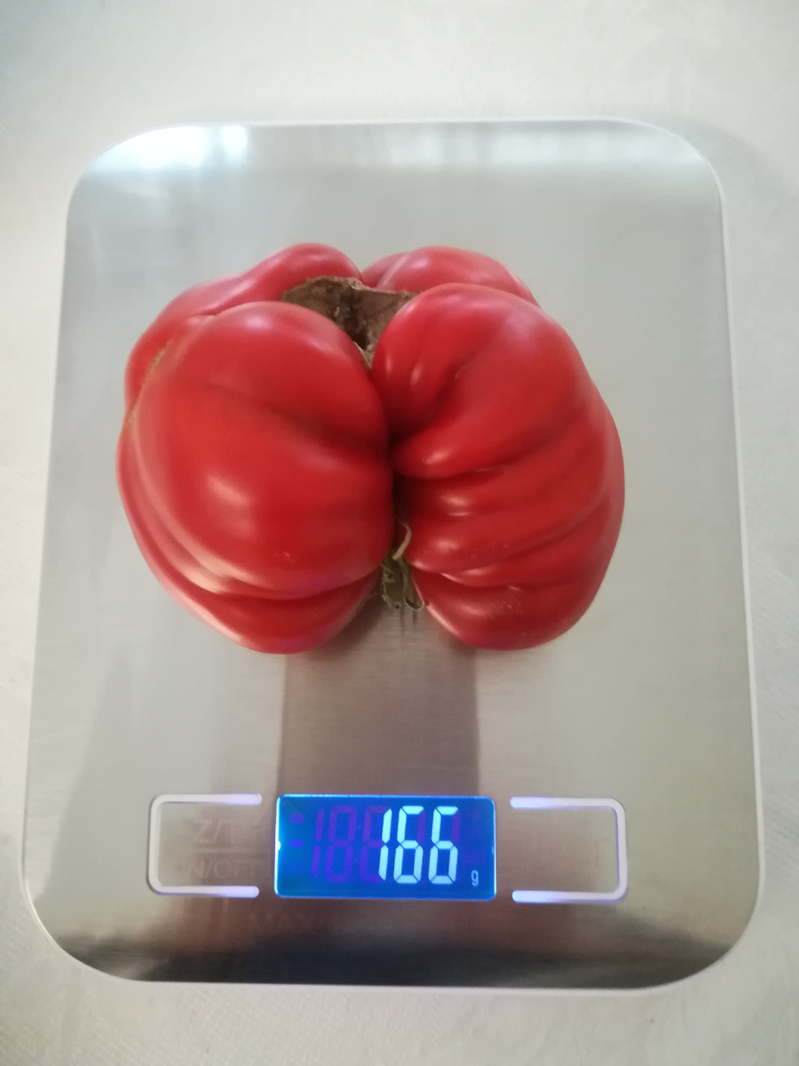 Такой вот смешной получился из махрового цветка