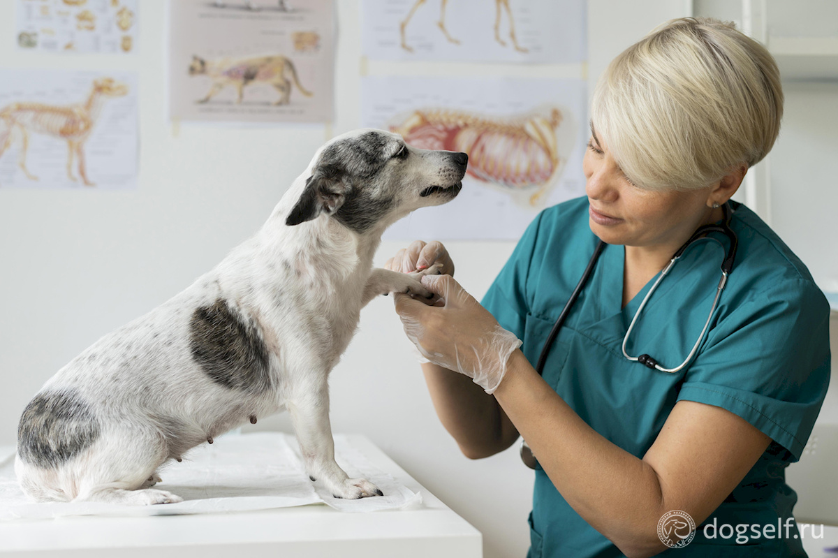 Первый и самый важный шаг, который нельзя пропускать. Прежде чем искать сложные поведенческие причины, почему собака лижет лапы, нужно исключить медицинские: от дерматита до занозы. Это работа для ветеринара, и только для него | Изображение: DogSelf