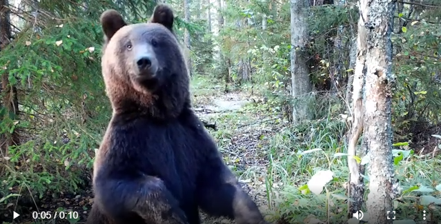 И чем я не фотомодель? Фото в  Нижне-Свирском заповеднике (2025 год)