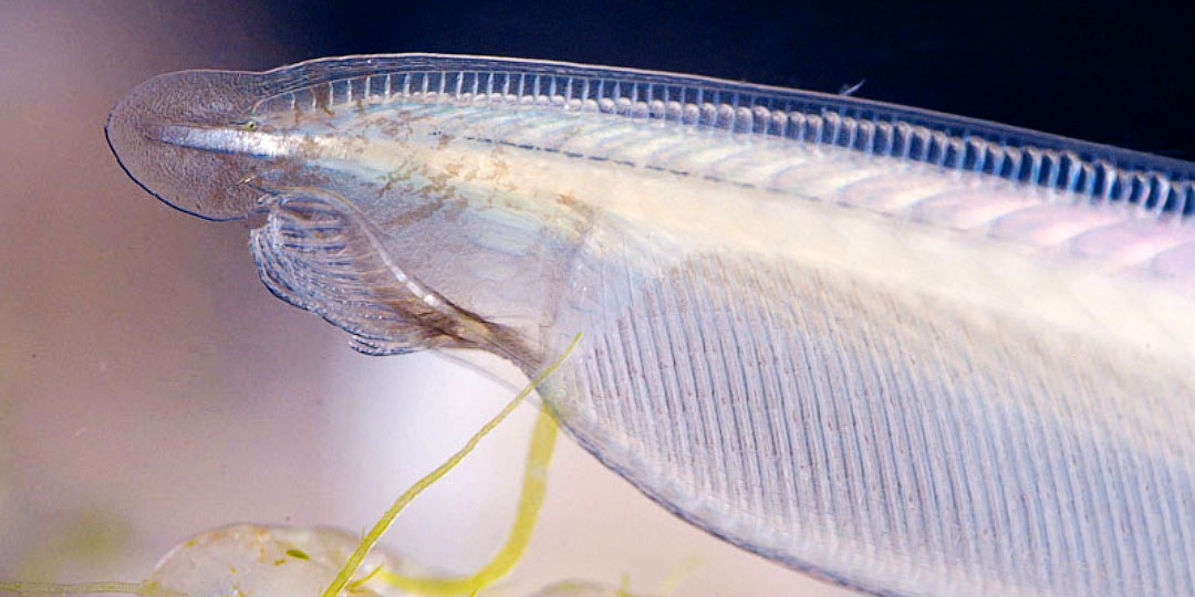 "Исходник" для позвоночных