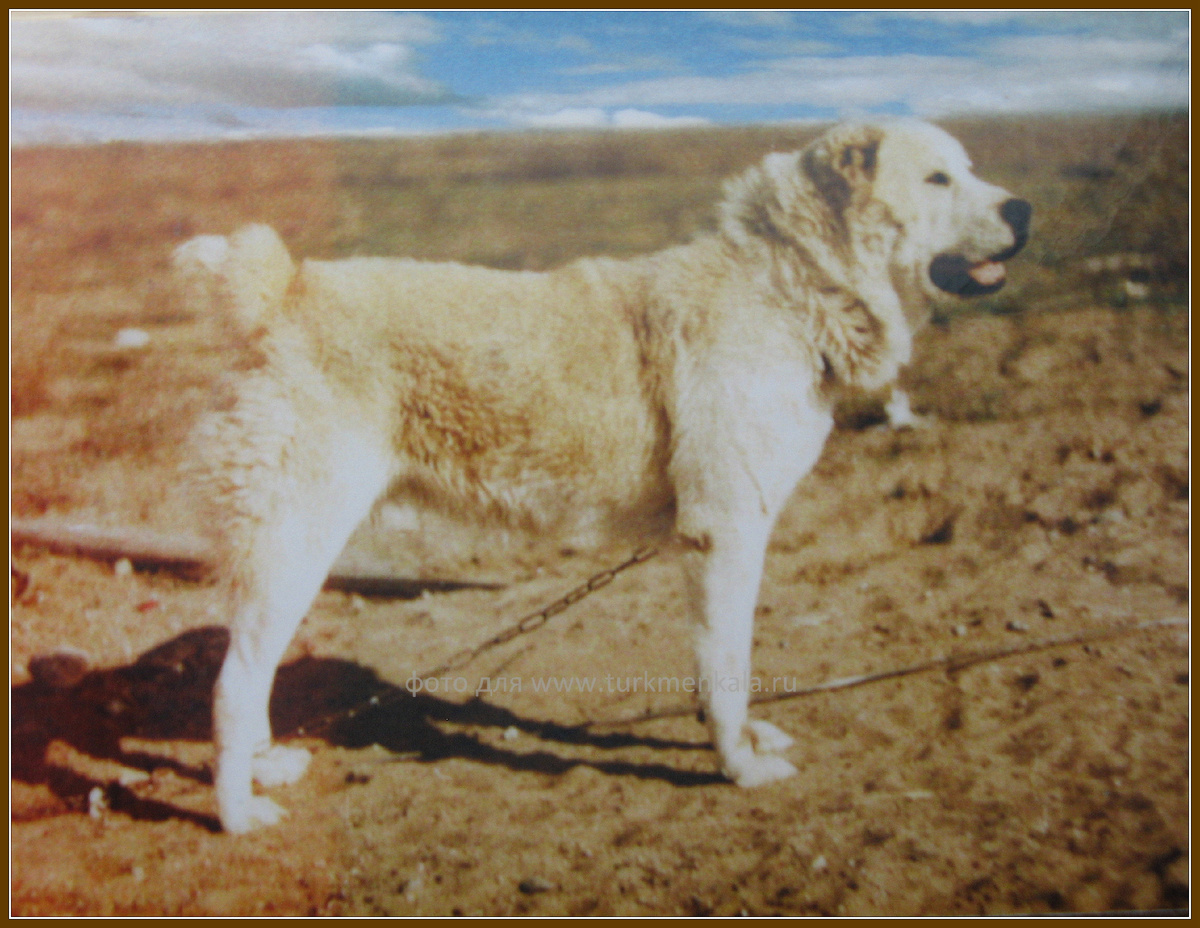 Один из предков алабаев питомника "Туркмен Кала", Рыжий Елбарс. Фото в Туркмении.