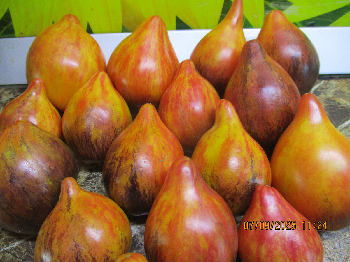 Томат Сладкая карамель Софии №471. 